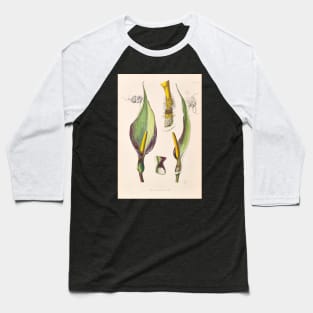 Arum Concinnatum - Icones Aroidearum - Botanical Illustration Baseball T-Shirt